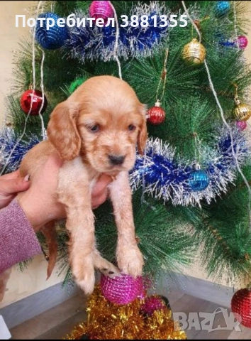 Кокер Шпаньол бебета, снимка 2 - Кокер шпаньол - 52635265