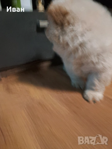 продавам чау чау , снимка 2 - Чау Чау - 53506141