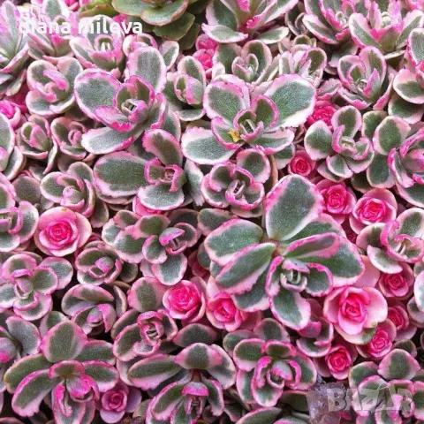 Седум Триколор, Sedum Spurium Tricolor