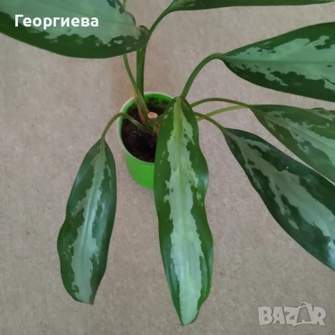 Аглаонема , снимка 2 - Стайни растения - 52170636
