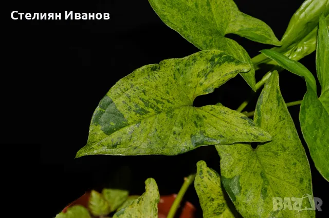 Сингониум 'Мохито' (Synonium 'Mojito')