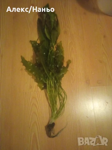 Растения Aponogeton Ulvaceus 