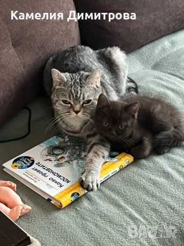 Шоколадово британче момче ! , снимка 1