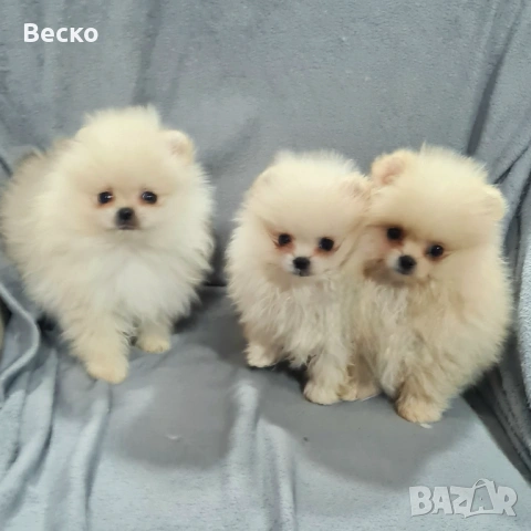 Померан мини мъжки , снимка 4 - Померан - 53647101