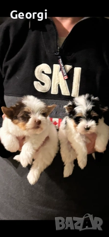 Бивер Йоркширски териер Йорки, снимка 3 - Йоркширски териер - 53422840