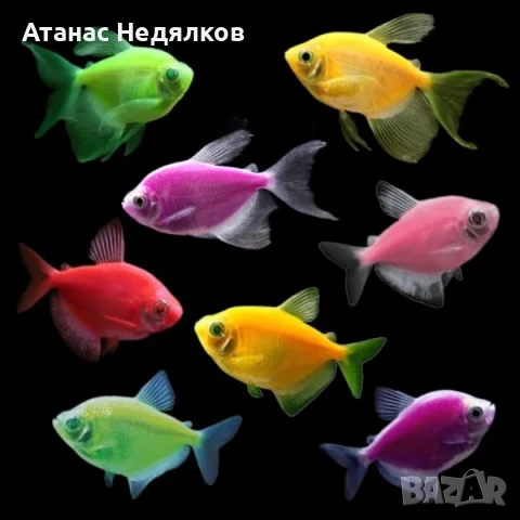 Тернеция Glo