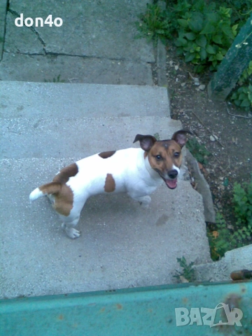 джак  ръсел , снимка 2 - Джак ръсел териер - 53740284