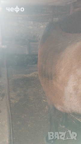 кон, снимка 3 - Коне - 53723703