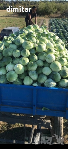 зеле Марлу, снимка 4 - Разсади - 51886483