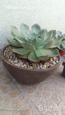 Ешеверия различни размери, снимка 10 - Стайни растения - 50851903