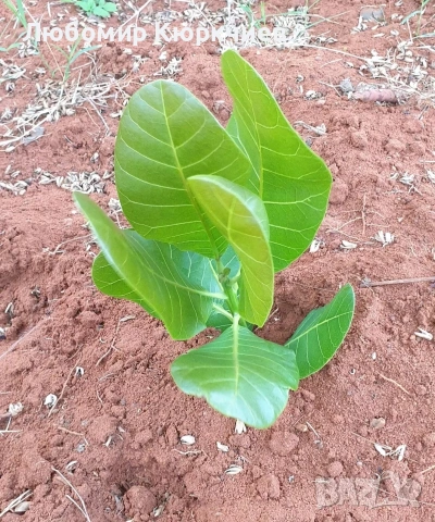 Кашу ядки за садене , снимка 9 - Сортови семена и луковици - 53261713