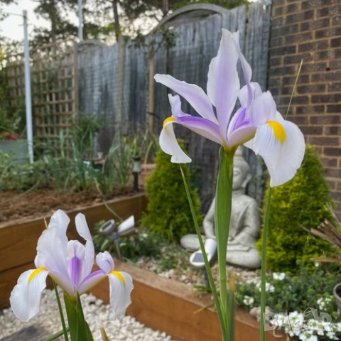 Ирис Carmen, снимка 8 - Градински цветя и растения - 51626116