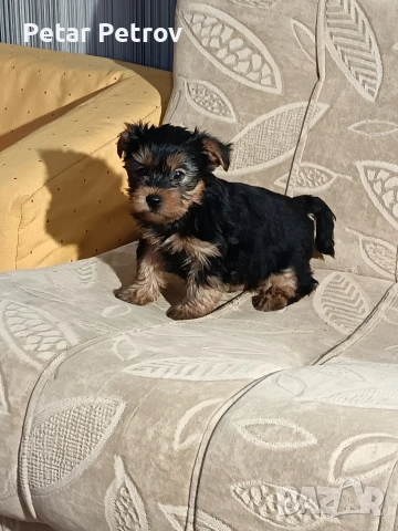 Йоркширски териер , снимка 2 - Йоркширски териер - 53017711