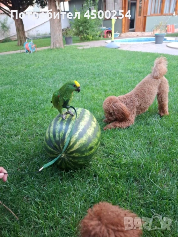 Шестмесечна женска амазона (с клетка), снимка 7 - Папагали - 52708916