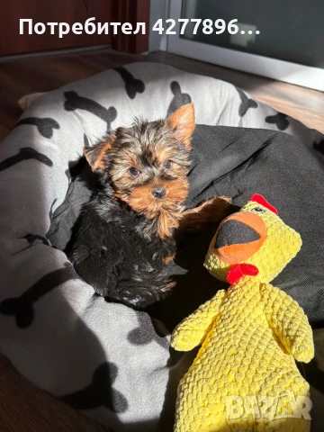 Йоркширски териер , снимка 2 - Йоркширски териер - 53665335