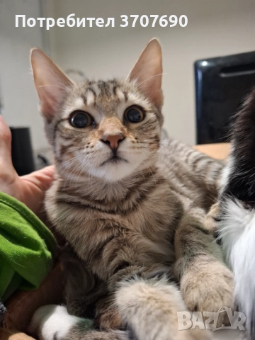 Много нежно и мекичко женско котенце, снимка 5 - Други - 52015096