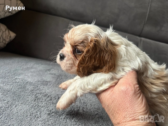 Продавам малки каварчета, снимка 9 - Кавалер кинг чарлз шпаньол - 53594873