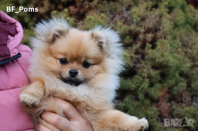 Миниатюрно момиченце померан с родословие FCI, снимка 10 - Померан - 50219721