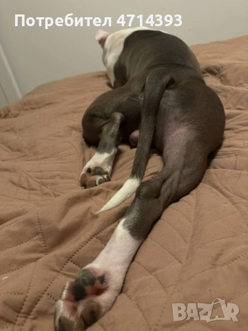 Търсим приятелка за Матео 2,6г. Американский стаффордширский терьер, снимка 5 - Американски стафордширски териер - 53164412