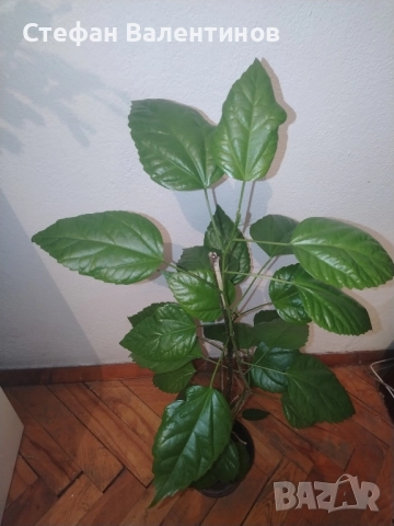 Хибискус/китайска роза, цъфти с едри червени кичести цветове