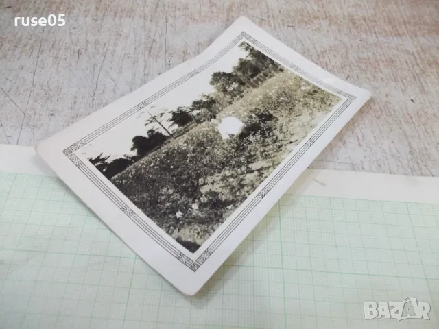 Снимка стара на български мъж в градина с рози в Америка, снимка 3 - Колекции - 48071640