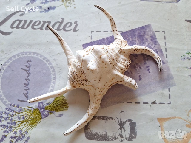 ✅ГОЛЯМА РАКОВИНА ОТ МОРСКИ ОХЛЮВ ❗