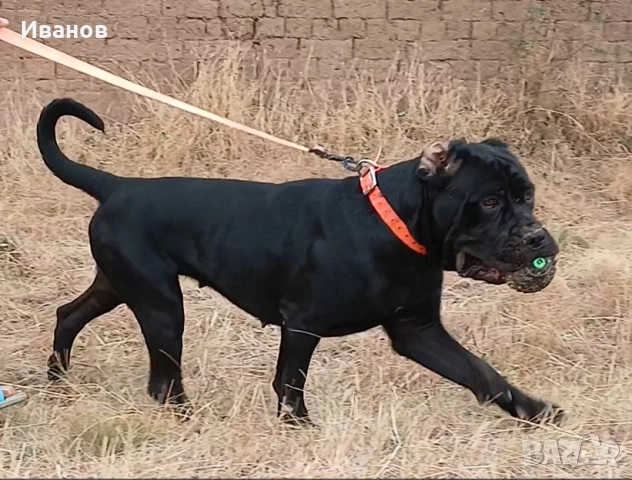 Кане Корсо женско, снимка 2 - Кане корсо - 50927005