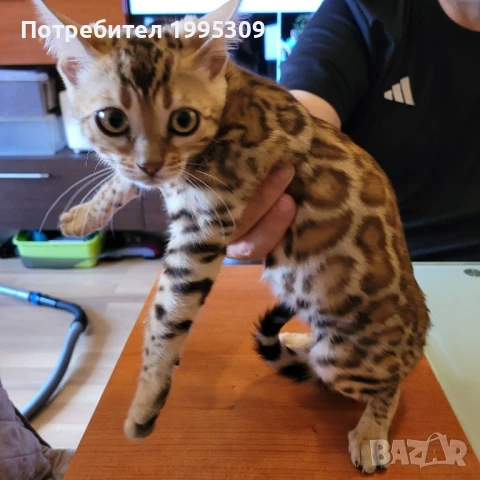 Бенгалски котета, снимка 13 - Други - 50151079