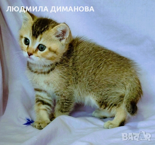 Шотландско мъжко. , снимка 5 - Британска късокосместа - 53639048