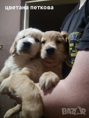 Голдън ретривър , снимка 7 - Голдън ретривър - 53220324