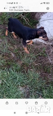 як териерче , снимка 2 - Други - 53733276