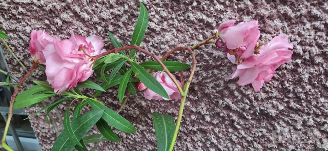 Зокум/ Олеандър в бял и розов кичест цвят, снимка 6 - Разсади - 51549509