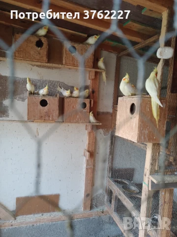 Продавам папагали, снимка 3 - Папагали - 50610860