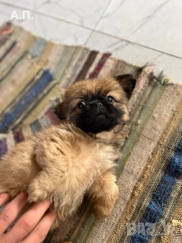 Продавам женски чистокръвен пекинез