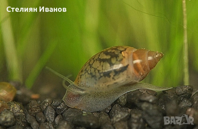 Охлюви за аквариум или градинско езерце - Planorbis planorbis, Lymnaea stagnalis, Physella acuta, снимка 3 - Други - 51482662