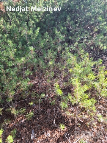 Бор- бял и черен фиданки, снимка 5 - Разсади - 51992947