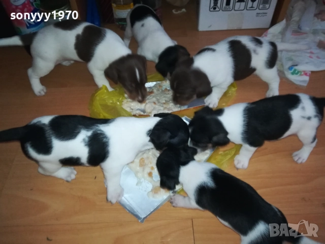 JACK RUSSELL-БЕБЕТА ДЖАК РЪСЕЛ 1609250639