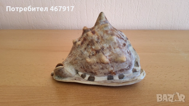 Рапани от атлантическия океан, снимка 5 - Други - 52020636