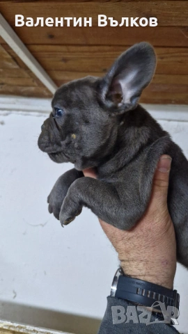 Френски булдочета , снимка 4 - Френски булдог - 53241257