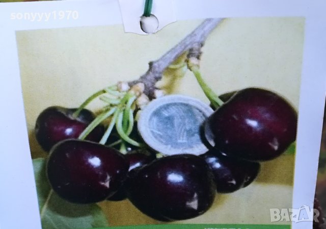 ЧЕРЕША-ДРЪВЧЕ 2М 2102241713