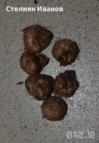 Иксия (Ixia paniculata 'Eos') –  луковици, снимка 2 - Сортови семена и луковици - 52372706