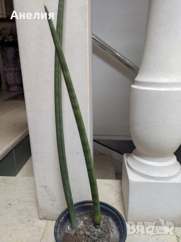 Тръбеста сансевиера, снимка 2 - Стайни растения - 53333567