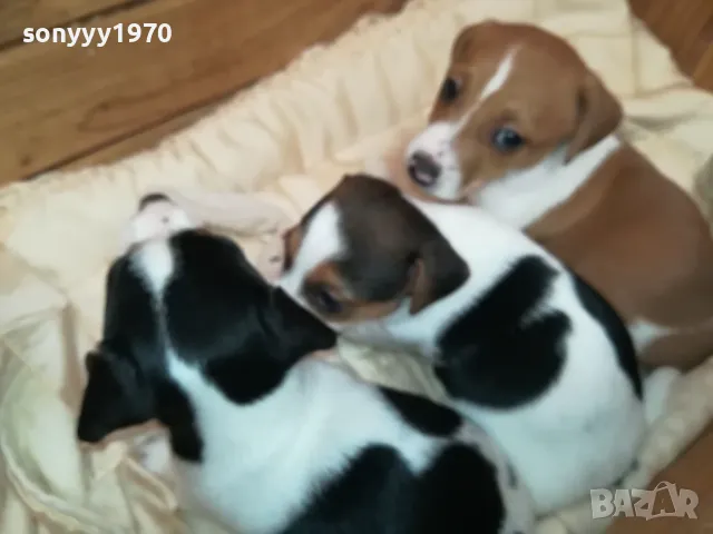 БЕБЕТА ДЖАК РЪСЕЛ-2025Г СЛАДУРИ 3БР 3001250718, снимка 8 - Джак ръсел териер - 48887534