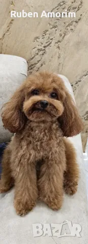 Toy Poodle заплождане, снимка 7 - Пудели - 47855188