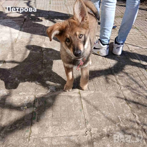 Подарък , снимка 2 - Други - 53848769