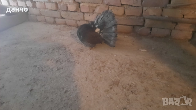 Продавам фенерлии , снимка 2 - Гълъби - 52935098