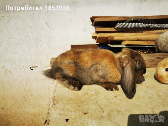 Различни породи и големини зайци, снимка 3 - Други - 44494724