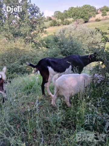 Продавам кози, снимка 3 - Кози - 51052138
