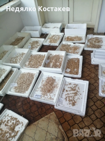 Семена за посев от тиква цигулка, френска мускатна и бяла тиква 