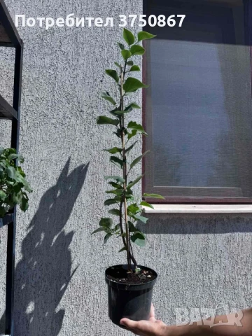 🌸🍀 Люляк (Syringa) 